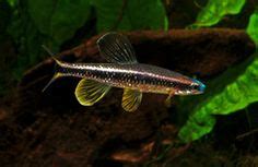 Getting to Know Your Neighbors: Our Native Fishes .